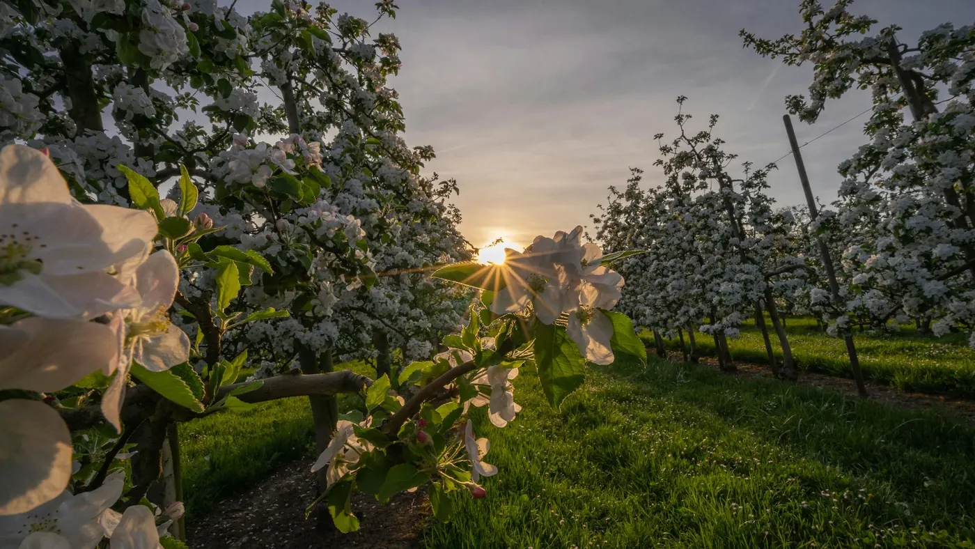 Blühender Obstgarten im Abendlicht in Neunforn im Thurgau